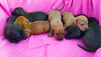 BASSET MINI TECKEL SALSICHA MACHOS FMEAS PRETO CANELA ENTREGO HOJE PRESENTO CHAMA NO ZAP LAPA SP