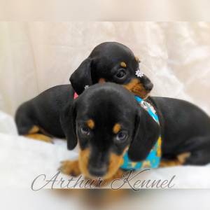 BASSET MINI TECKEL SALSICHA MACHOS FMEAS PRETO CANELA ENTREGO HOJE PRESENTO CHAMA NO ZAP LAPA SP