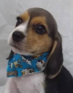 BEAGLE SNOOPY TREZE POLEGADAS TRICOLOR MACHO ENTREGO HOJE CHAMA NO ZAP