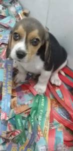 BEAGLE SNOOPY TREZE POLEGADAS TRICOLOR MACHO ENTREGO HOJE CHAMA NO ZAP