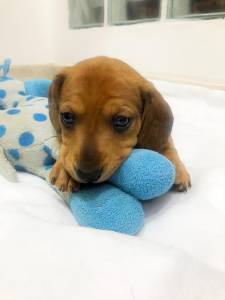 BASSET MINI TECKEL SALSICHA FILHOTES PRETO CANELA ENTREGO HOJE PRESENTO CHAMA NO ZAP LAPA SP