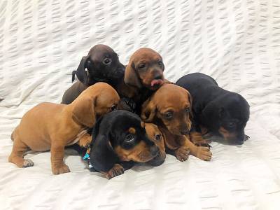 BASSET TECKEL SALSICHA FILHOTES DOURADOS PRETO CANELA ENTREGO HOJE PRESENTO CHAMA NO ZAP LAPA SP