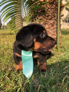 BASSET TECKEL SALSICHA FILHOTES DOURADOS PRETO CANELA ENTREGO HOJE PRESENTO CHAMA NO ZAP LAPA SP