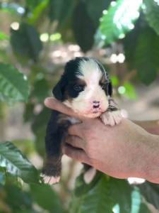 Bernese Mountain