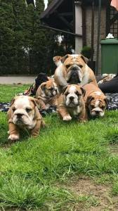 Bulldog Ingls