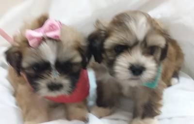 LHASA APSO LINDAS MACHOS E FMEAS O COZINHO DA SORTE ENTREGO HOJE CHAMA NO ZAP LAPA SP