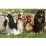 Cavalier King Charles Venda de filhotes So Paulo Cotia