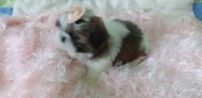 SHIH-TZU MACHOS E FMEAS O RANKING N UM DE VENDA PARC ENTREGO HOJE CHAMA NO ZAP