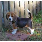 Beagle beagle-tricolor ou bicolor So Paulo So Paulo
