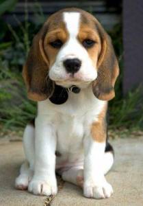 beagle-tricolor ou bicolor