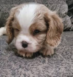 Cavalier King Charles Spaniel Fmea pedigree CBKC