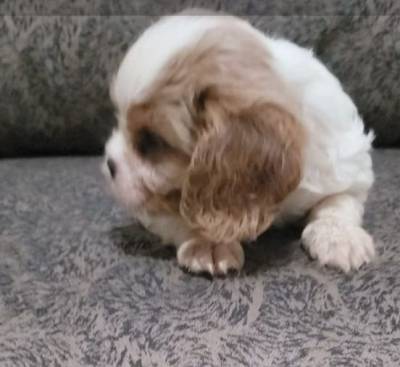 Cavalier King Charles Spaniel Fmea pedigree CBKC