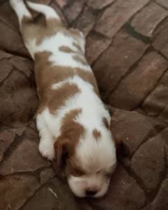 Cavalier King Charles Spaniel Fmea pedigree CBKC