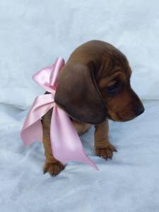 BASSET MINI TECKEL SALSICHA FILHOTES DOURADOS E CHOCOLATE ENTREGO HOJE PRESENTO CHAMA NO ZAP