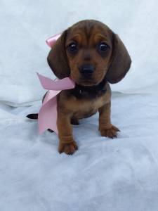 BASSET MINI TECKEL SALSICHA FILHOTES DOURADOS E CHOCOLATE ENTREGO HOJE PRESENTO CHAMA NO ZAP