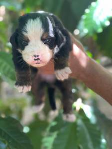 Bernese Mountain