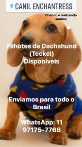 Dachshund  Teckel miniaturas e anes filhotes disponveis