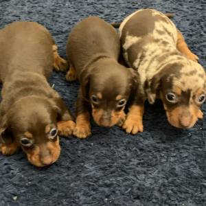 Dachshund  Teckel miniaturas e anes filhotes disponveis