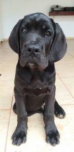 Cane Corso