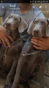 Weimaraner