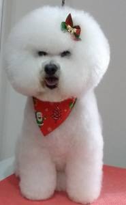 Bichon Frise