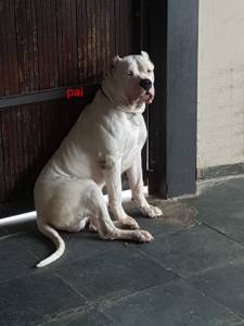 Dogo Argentino