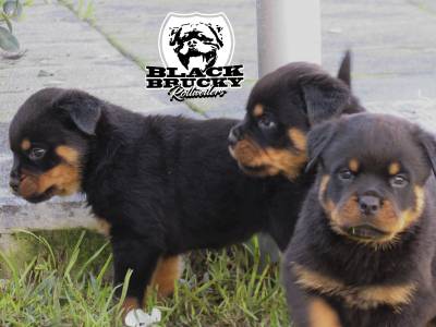 Ninhada Rottweiler Black Brucky