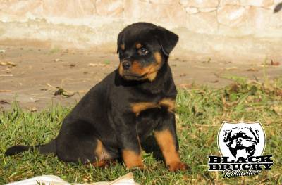 Ninhada Rottweiler Black Brucky