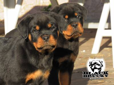 Ninhada Rottweiler Black Brucky