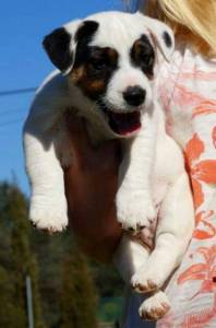 Jack russell Terrier Neto do Tricampeo do Mundo