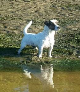 Jack russell Terrier Neto do Tricampeo do Mundo