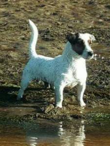 Jack russell Terrier Neto do Tricampeo do Mundo