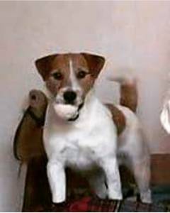 Jack russell Terrier Excelente exemplar