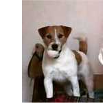 Jack Russel Terrier Jack russell Terrier Excelente exemplar