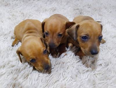 BASSET TECKEL SALSICHA FILHOTES MACHOS FMEAS DOURADOS ENTREGO HOJE PRESENTO CHAMA NO ZAP LAPA SP