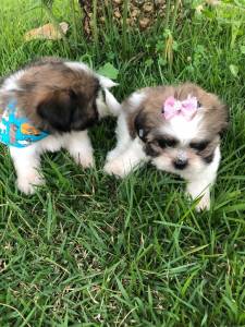 SHIH-TZU MACHOS E FMEAS O RANKING N UM DE VENDA PARC ENTREGO HOJE CHAMA NO ZAP