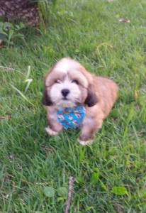 LHASA APSO BAIXEI O PREO LINDO MACHO O COZINHO DA SORTE ENTREGO HOJE CHAMA NO ZAP LAPA SP