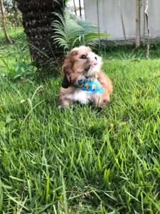 LHASA APSO BAIXEI O PREO LINDO MACHO O COZINHO DA SORTE ENTREGO HOJE CHAMA NO ZAP LAPA SP