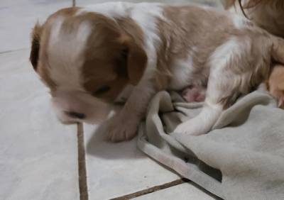 Cavalier King Charles Spaniel Fêmea pedigree CBKC Cavalier King Charles Spaniel Fêmea pedigree CBKC
