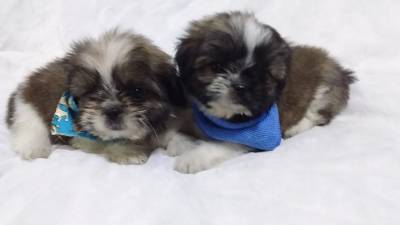 SHIH-TZU S MACHOS O RANKING N UM DE VENDA PARC ENTREGO HOJE CHAMA NO ZAP