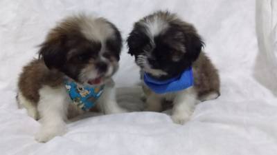 SHIH-TZU S MACHOS O RANKING N UM DE VENDA PARC ENTREGO HOJE CHAMA NO ZAP