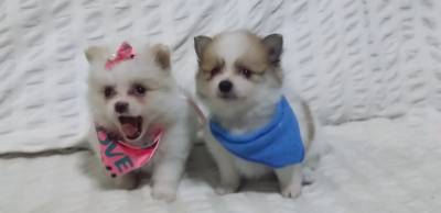 SPITZ ALEMO ANO LULU DA POMERANIA LINDOS MACHOS E FMEAS BRANCO PROLA E PARTICLOR ENTREGO HOJE