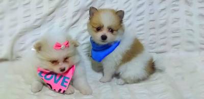 SPITZ ALEMO ANO LULU DA POMERANIA LINDOS MACHOS E FMEAS BRANCO PROLA E PARTICLOR ENTREGO HOJE