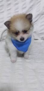 SPITZ ALEMO ANO LULU DA POMERANIA LINDOS MACHOS E FMEAS BRANCO PROLA E PARTICLOR ENTREGO HOJE