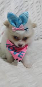 SPITZ ALEMO ANO LULU DA POMERANIA LINDOS MACHOS E FMEAS BRANCO PROLA E PARTICLOR ENTREGO HOJE