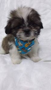 SHIH-TZU S MACHOS O RANKING N UM DE VENDA PARC ENTREGO HOJE CHAMA NO ZAP