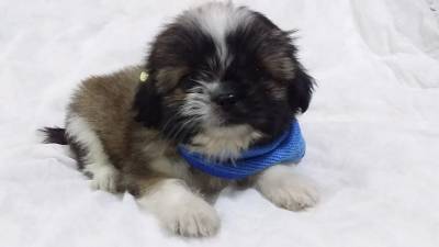 SHIH-TZU S MACHOS O RANKING N UM DE VENDA PARC ENTREGO HOJE CHAMA NO ZAP
