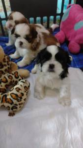 Shih Tzu