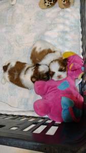 Shih Tzu