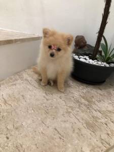 spitz alemo ano lulu da pomerania  